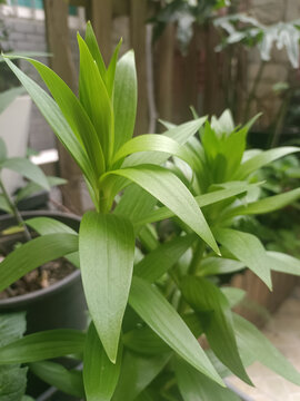 百合花苗