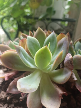 多肉植物