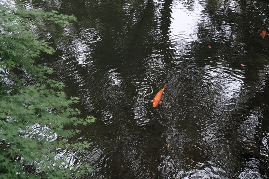 湖中锦鲤