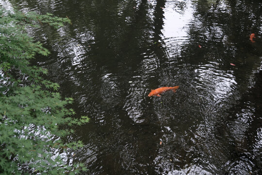 湖面锦鲤