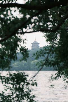 树中塔