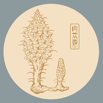 肉苁蓉插画版画