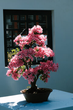 杜鹃花
