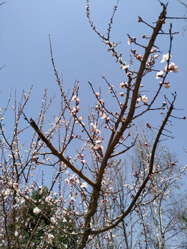 春花绽放