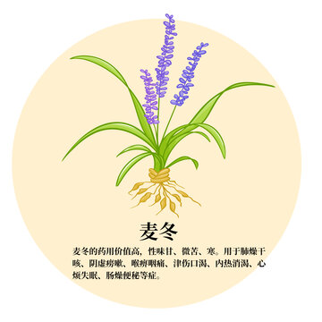 中草药麦冬植物插画素材