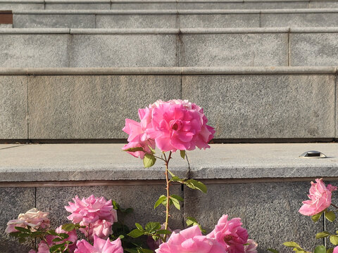 月季花
