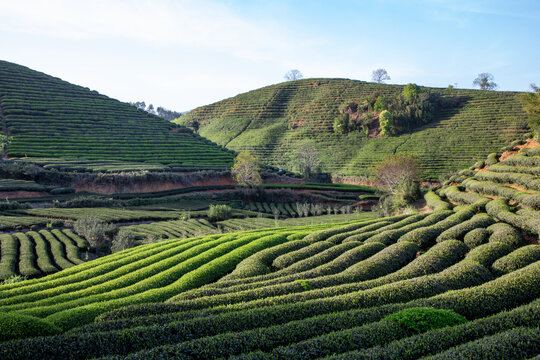 福建武夷山云雾缭绕的茶园风光