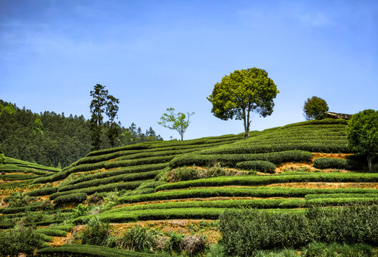 福建武夷山云雾缭绕的茶园风光