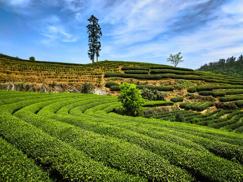 福建武夷山云雾缭绕的茶园风光