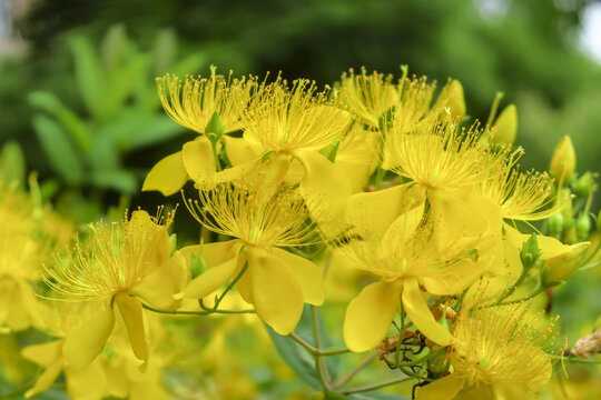 金丝桃花