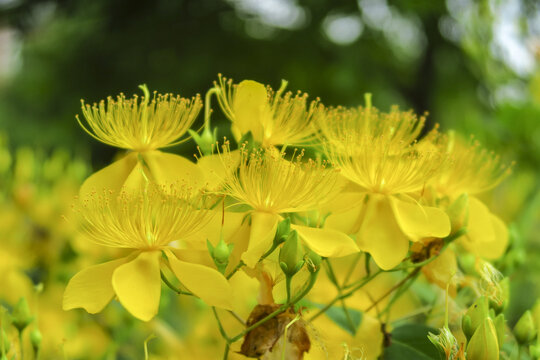 金丝桃花