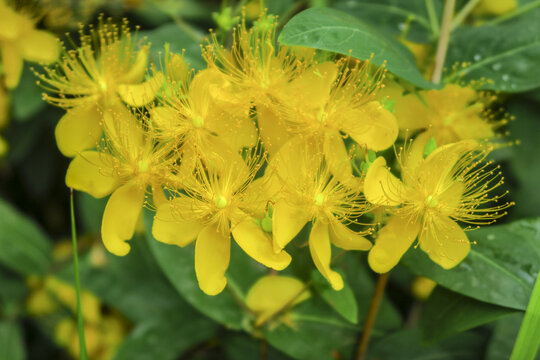 金丝桃花