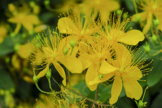 金丝桃花