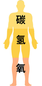 人体