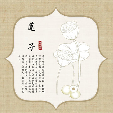 莲子线稿