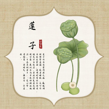 莲子插画