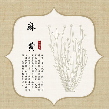 麻黄线稿