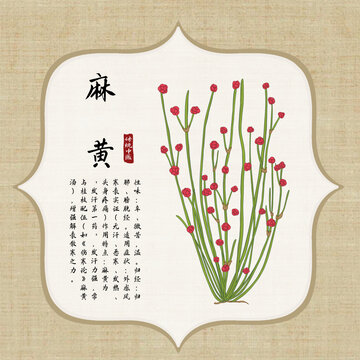 麻黄插画