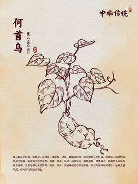 中医药何首乌线稿