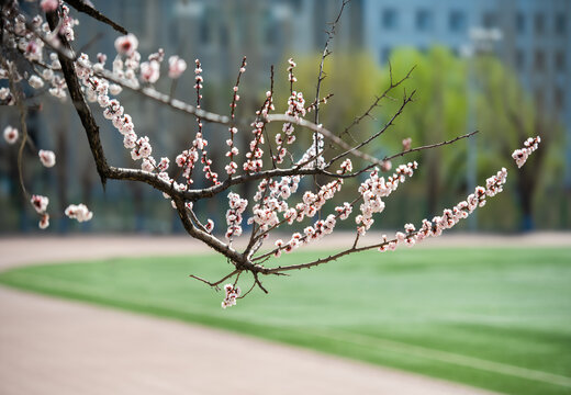 春色桃花