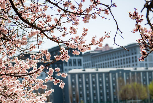 春色桃花