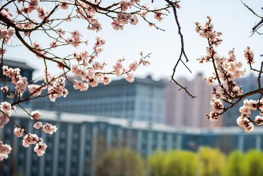 春色桃花