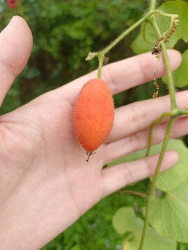 手托橙红色毛茸茸小果实