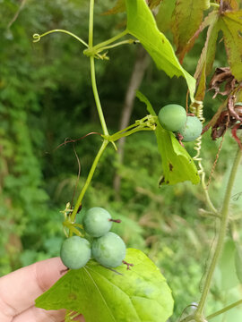 藤上的青绿色小果实