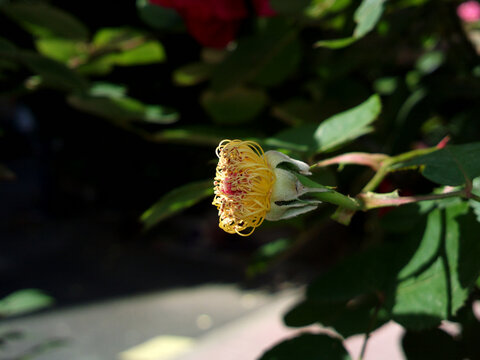 花蕊