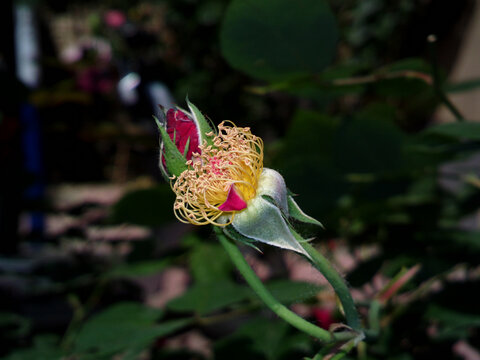 花蕊