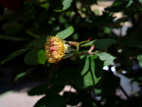 花蕊