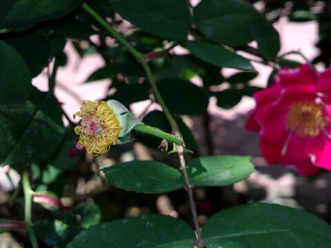 花蕊