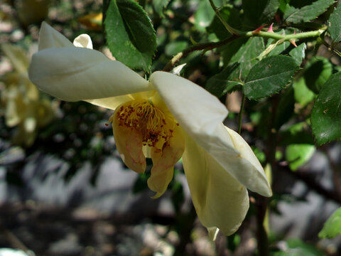 花蕊