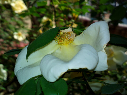 花蕊