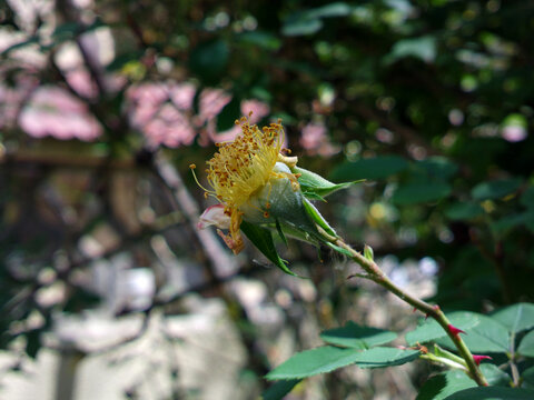 花蕊特写