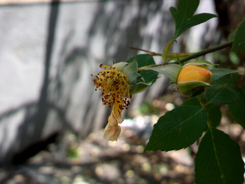 花蕊