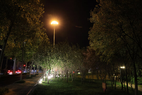 夜晚的小树林