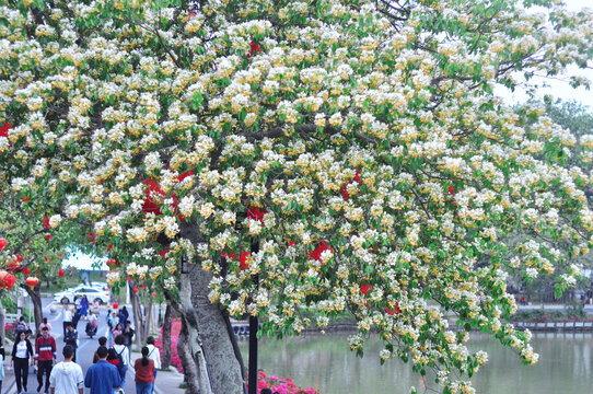 鱼木花