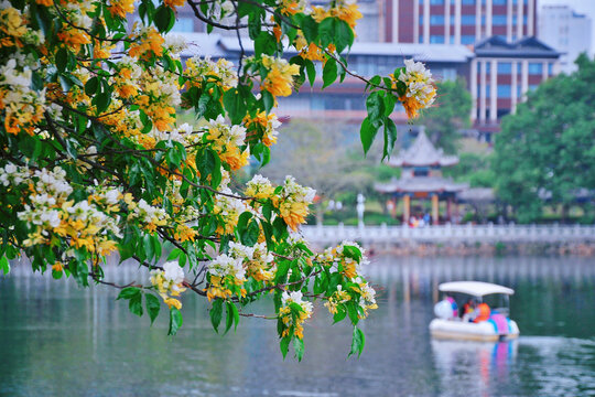 鱼木花
