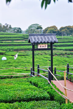 茶园