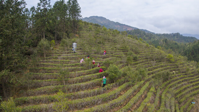 山间梯田茶园采茶景象
