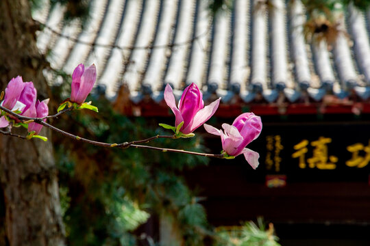 古建前绽放的娇艳玉兰花