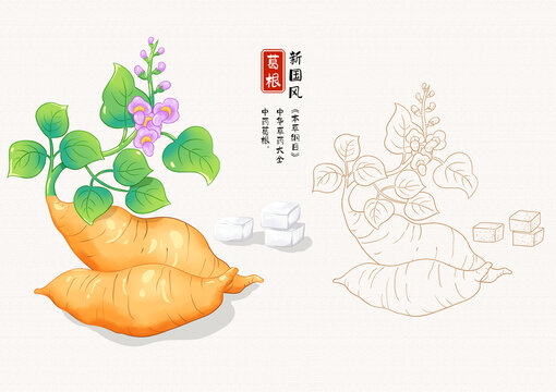 葛根草药插画