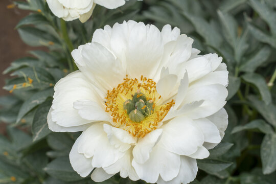 芍药
