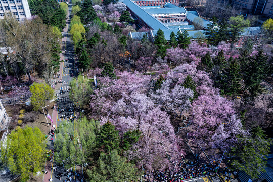 长春吉林大学第十届杏花文化节景观