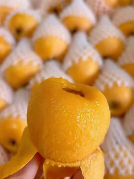 枇杷