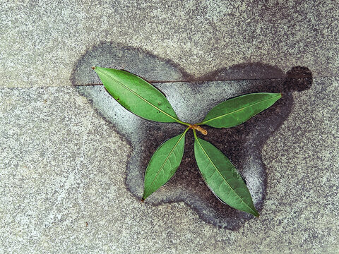 落叶的水迹