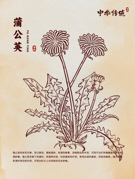 手绘蒲公英线稿