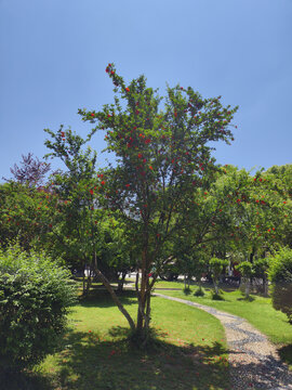 石榴树