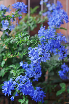 蓝雪花